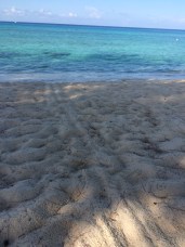 Friday's turtle volunteering: fresh turtle tracks leading to a green sea turtle nest.